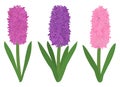 Set colored hyacinths flowers. Botanical colourful vector illustration Royalty Free Stock Photo